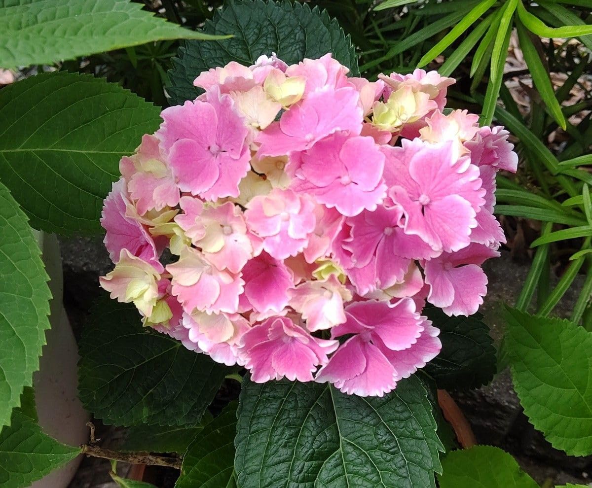 Amazon.co.jp: 紫陽花 アジサイ 抜き苗 ピンク→紫→緑 秋色 くすみ